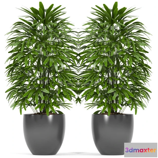 1605998 - decoration - Plants 147 3D Max