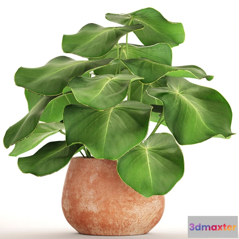 1606002 - decoration - Tropical plant 3D Max