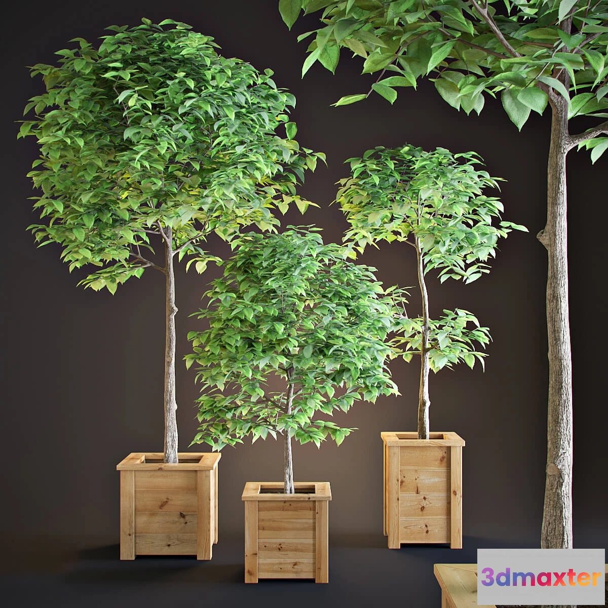 1606028 - decoration - Three trees interior 3D Max