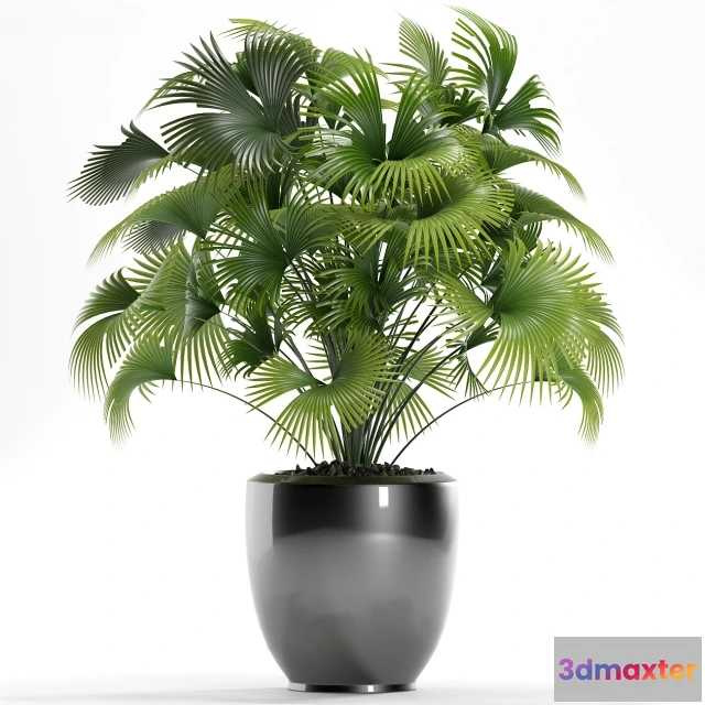 1606030 - decoration - Plants 126 3D Max