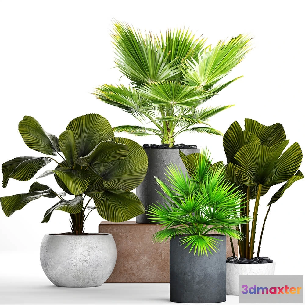 1606042 - decoration - Big palm  set 3D Max