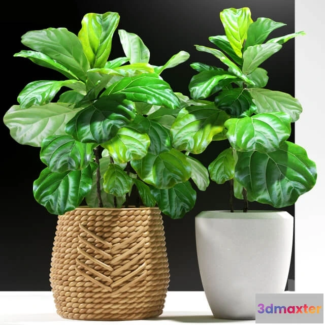 1606050 - decoration - Plants 115 3D Max