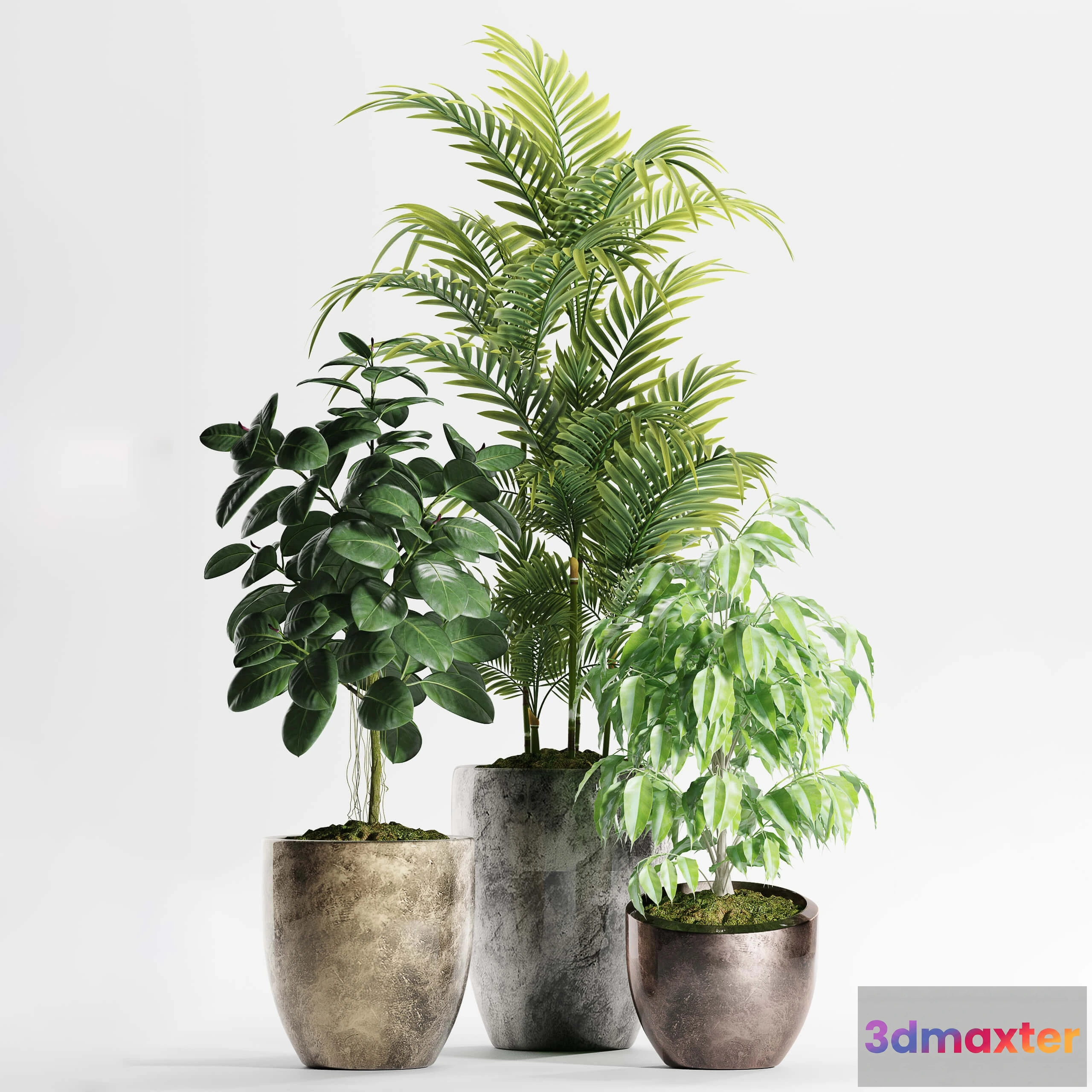 1606052 - decoration - Plants 159 3D Max