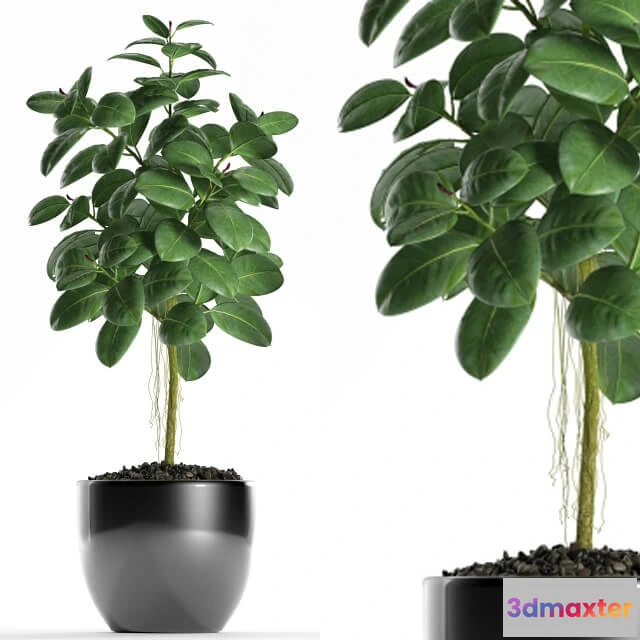 1606072 - decoration - Plants 122 3D Max