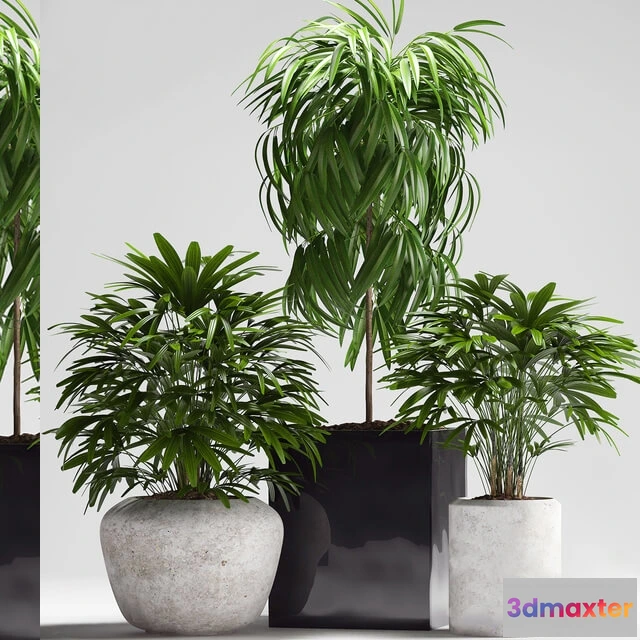 1606074 - decoration - Plants 164 3D Max