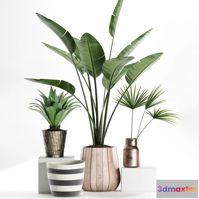 1606082 - decoration - Plants 160 3D Max