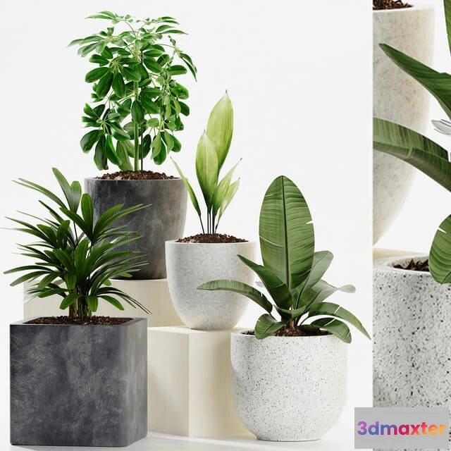 1606084 - decoration - Plants 165 3D Max