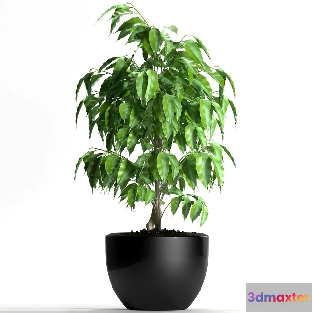 1606110 - decoration - Plants 128 3D Max