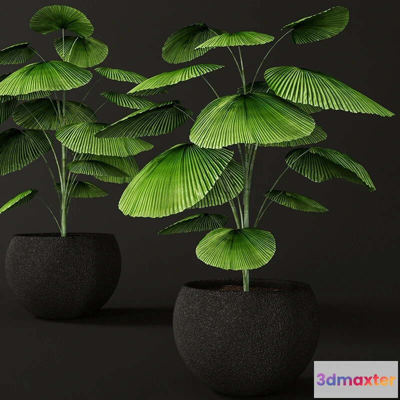 1606120 - decoration - Licuala orbicularis 3D Max