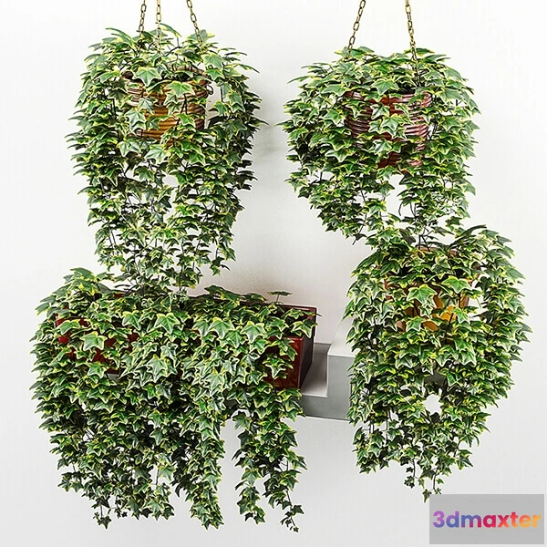 1606126 - decoration - Ivy in pot 1 3D Max