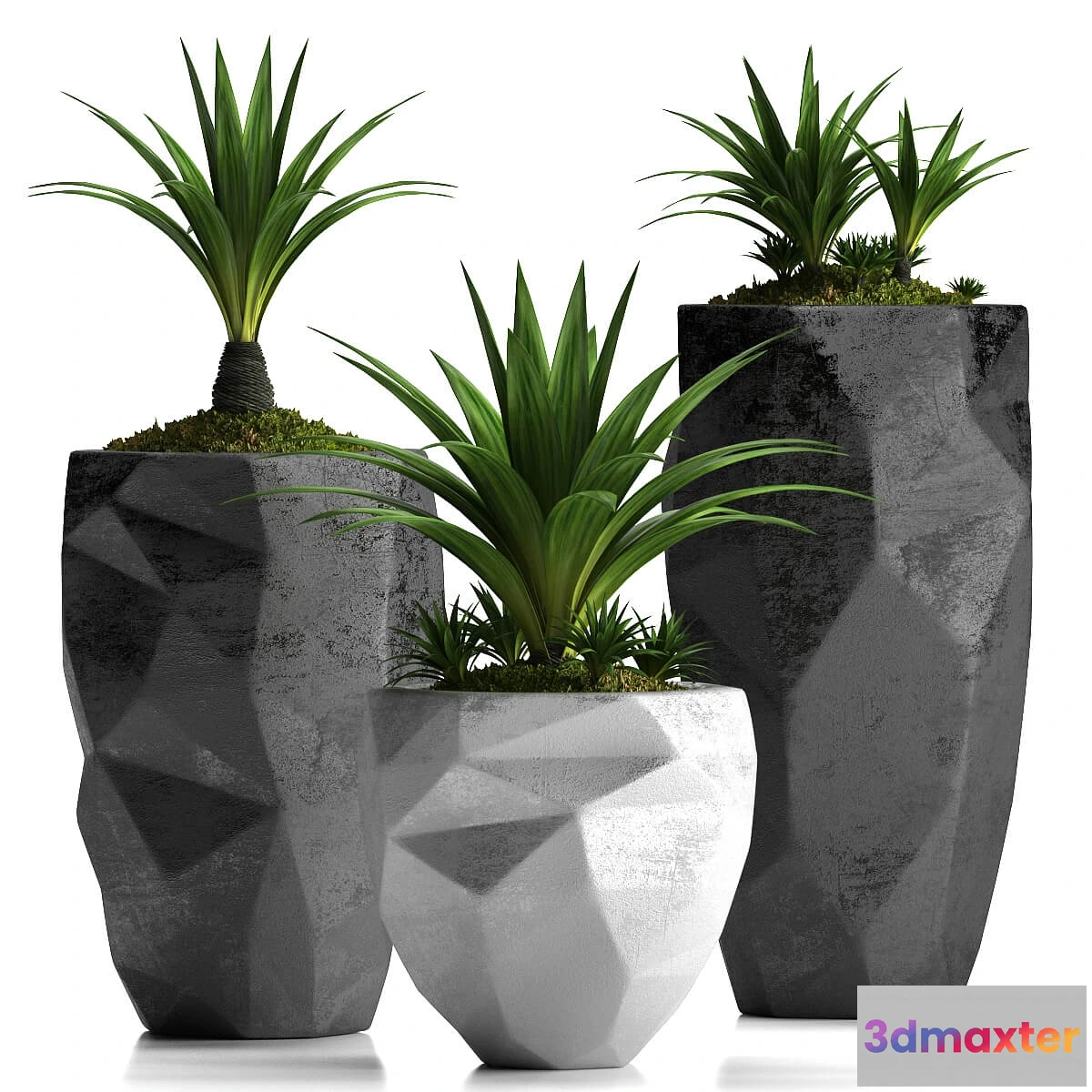 1606142 - decoration - Plants 33 3D Max