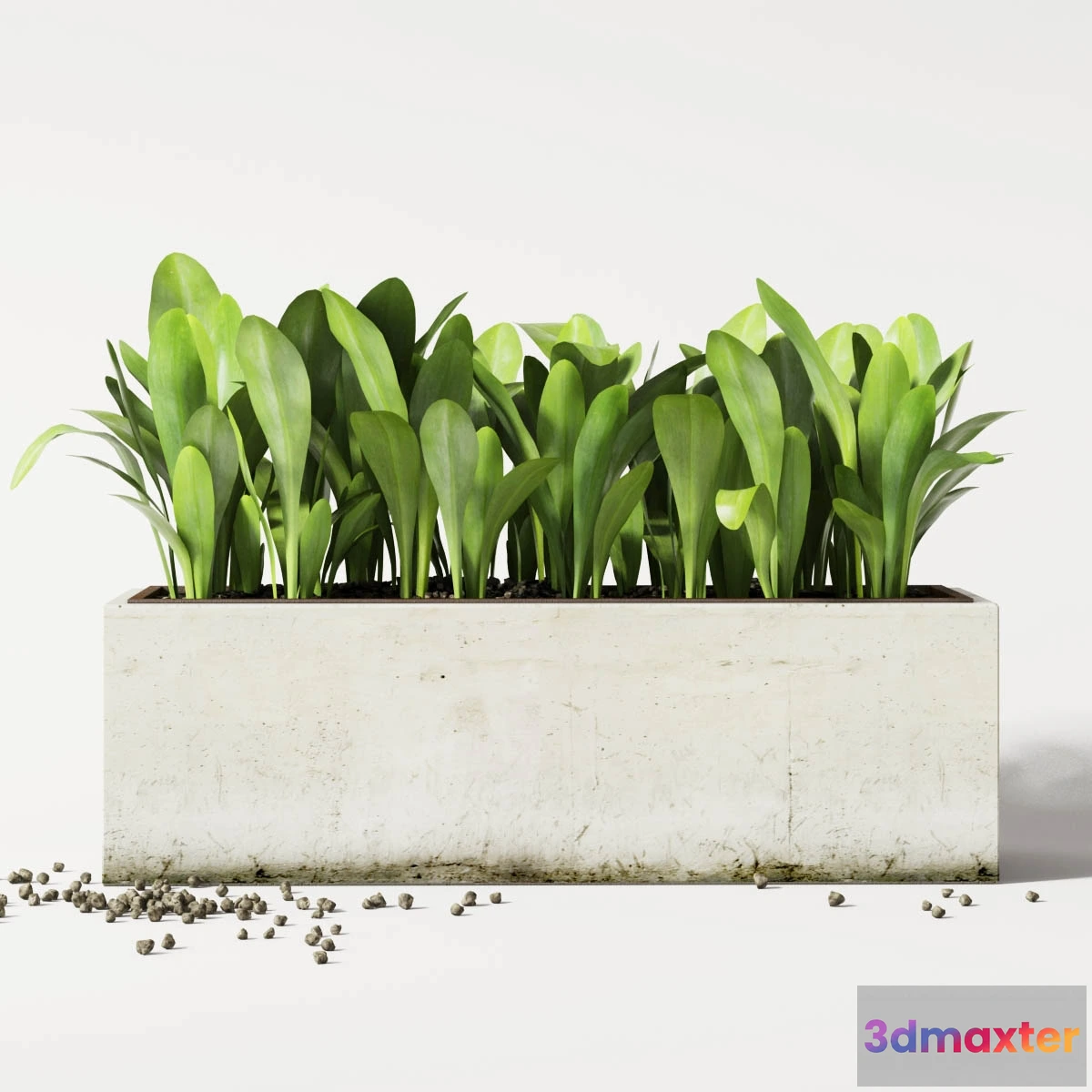 1606192 - decoration - Plants in pot 557 3D Max