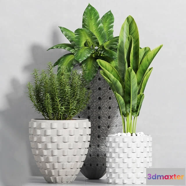 1606236 - decoration - Plant set -111 3D Max