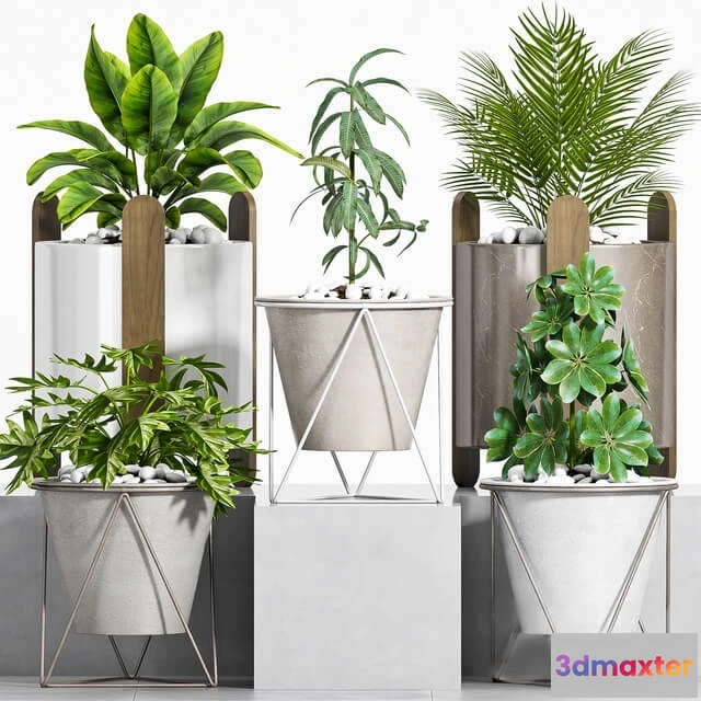 1606238 - decoration - Plant set-106 3D Max