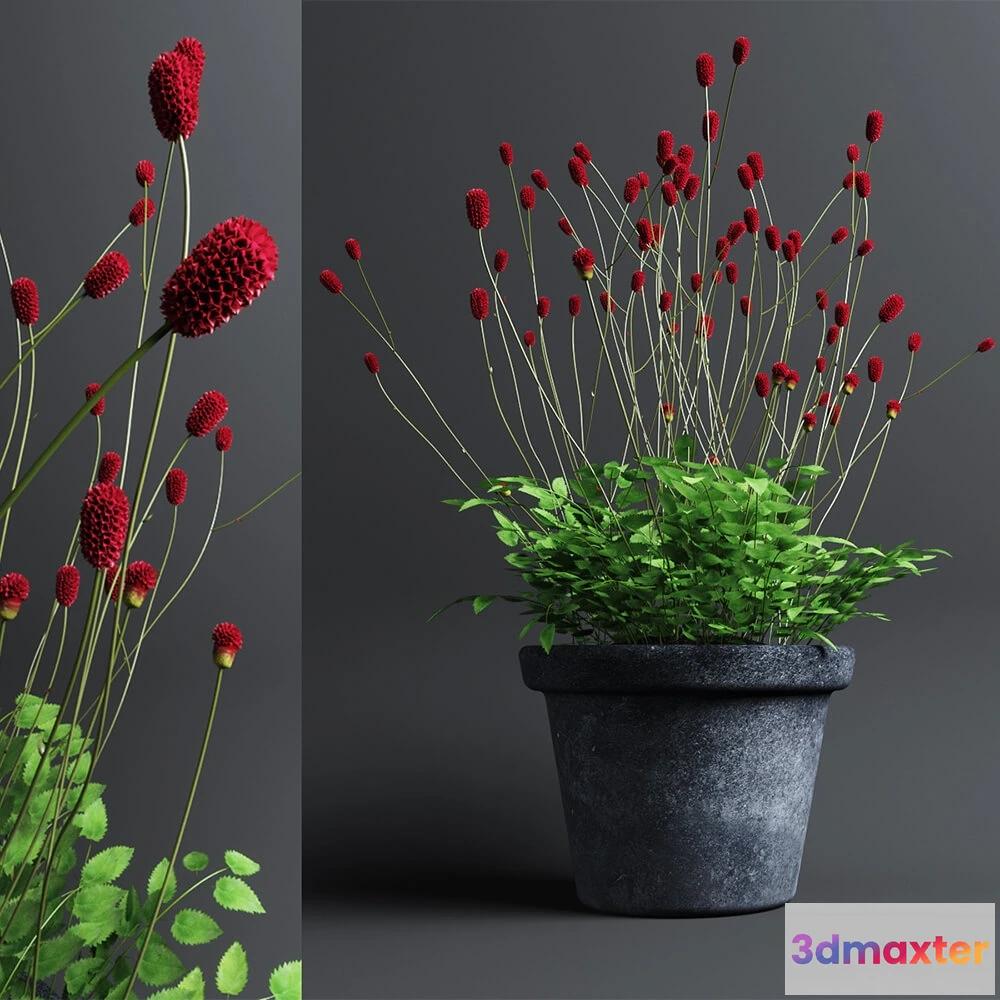 1606242 - decoration - Plant in Pot 203 3D Max