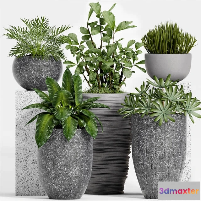1606244 - decoration - Plant Set -115 3D Max