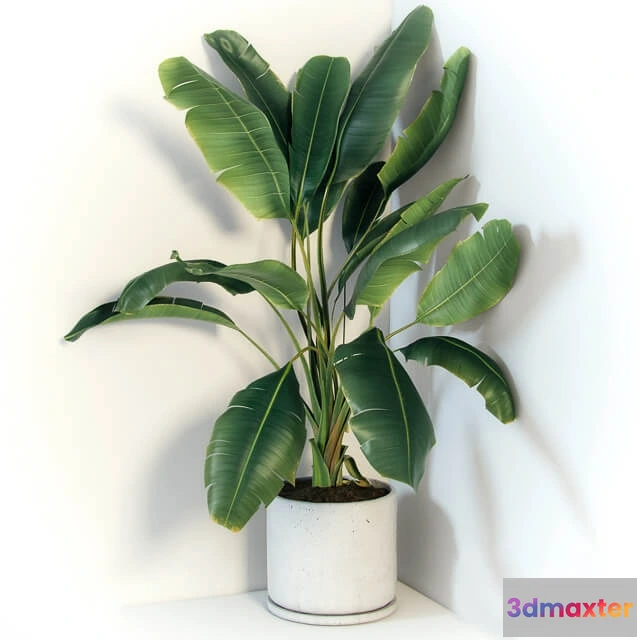 1606248 - decoration - Plant Strelizia 3D Max