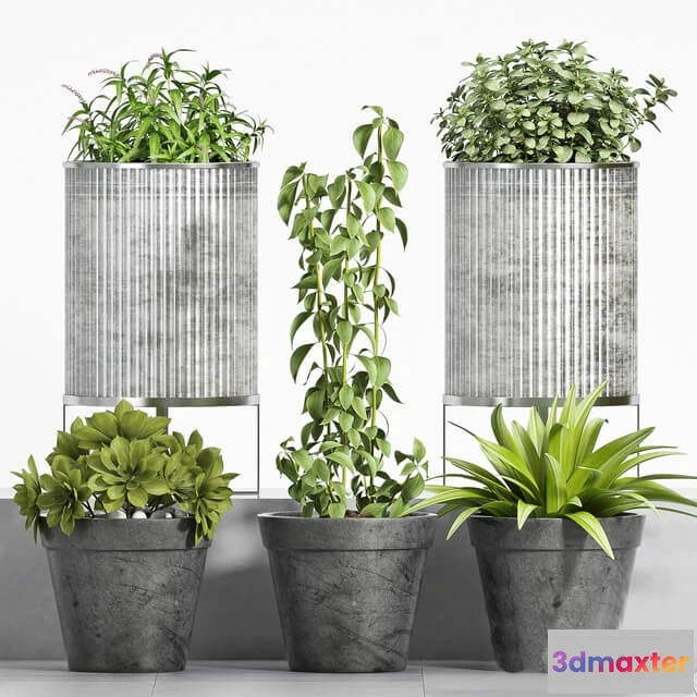 1606250 - decoration - Plant set -105 3D Max