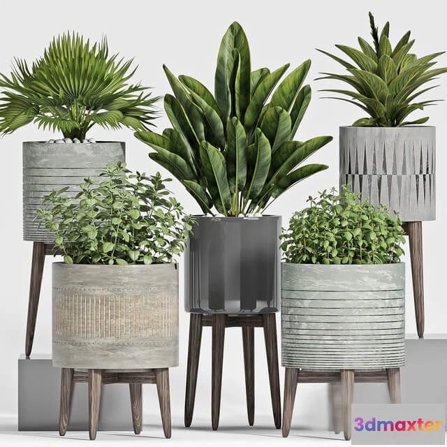 1606254 - decoration - Plant Set 113 3D Max