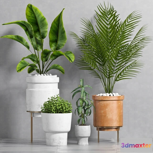 1606256 - decoration - Plant Set -103 3D Max