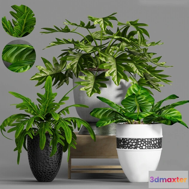 1606264 - decoration - Plant Set -99 3D Max