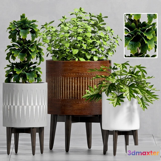 1606268 - decoration - Plant Set -102 3D Max