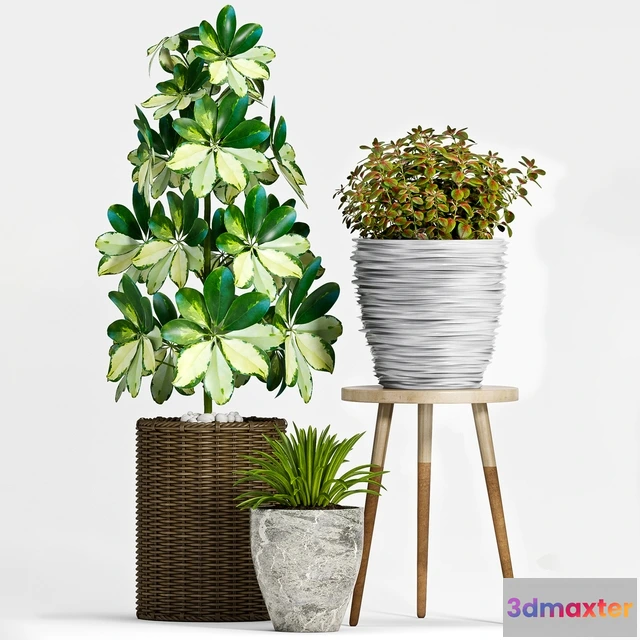 1606272 - decoration - Plant Set -91 3D Max