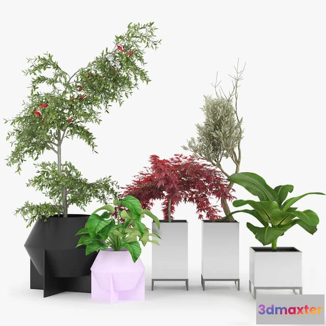 1606278 - decoration - Plants Collection 022 3D Max