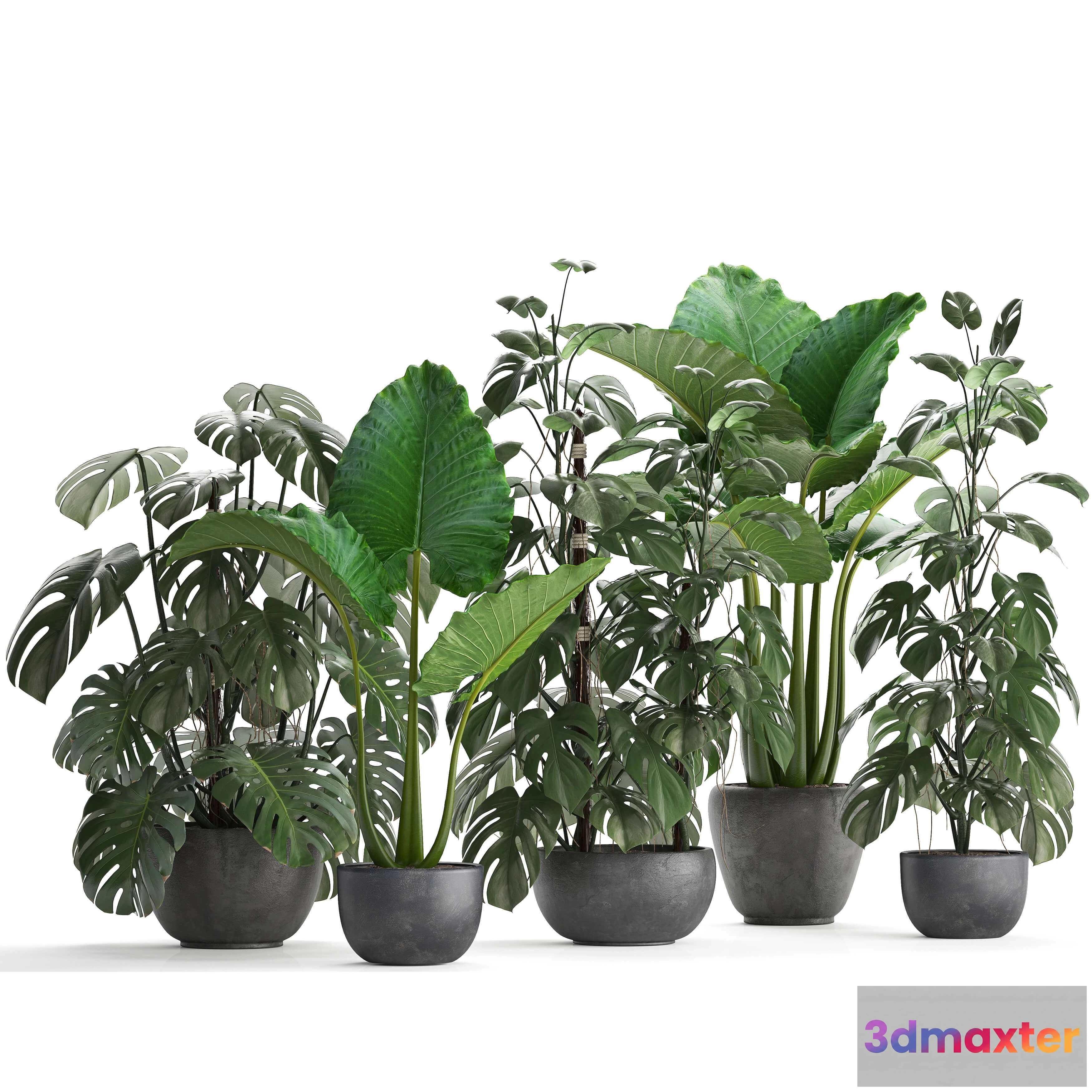 1606294 - decoration - Plant collection 261 3D Max