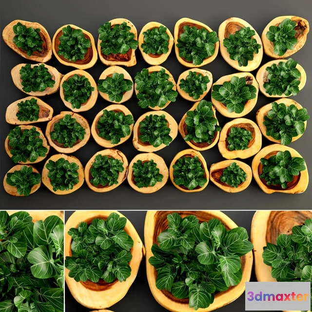 1606308 - decoration - Decorative Plants 002 3D Max