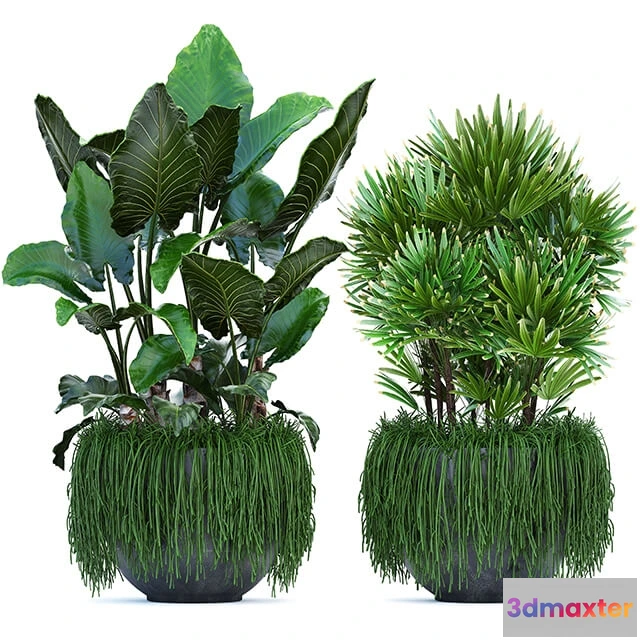 1606324 - decoration - Plant collection 254 3D Max