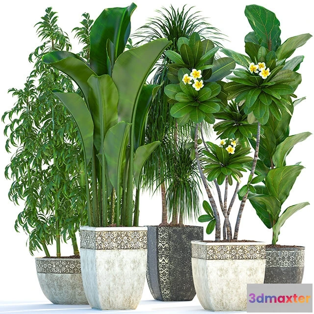 1606334 - decoration - Plant collection 251 3D Max