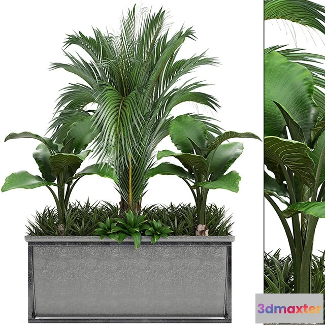 1606346 - decoration - Plant collection 245 3D Max