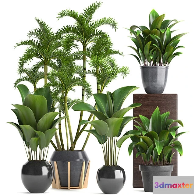 1606348 - decoration - Plant collection 247 3D Max