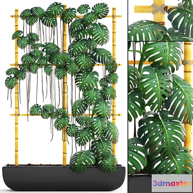 1606442 - decoration - Plant Monstera 7 3D Max