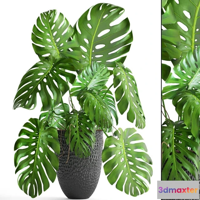 1606460 - decoration - Monstera 6 1 3D Max