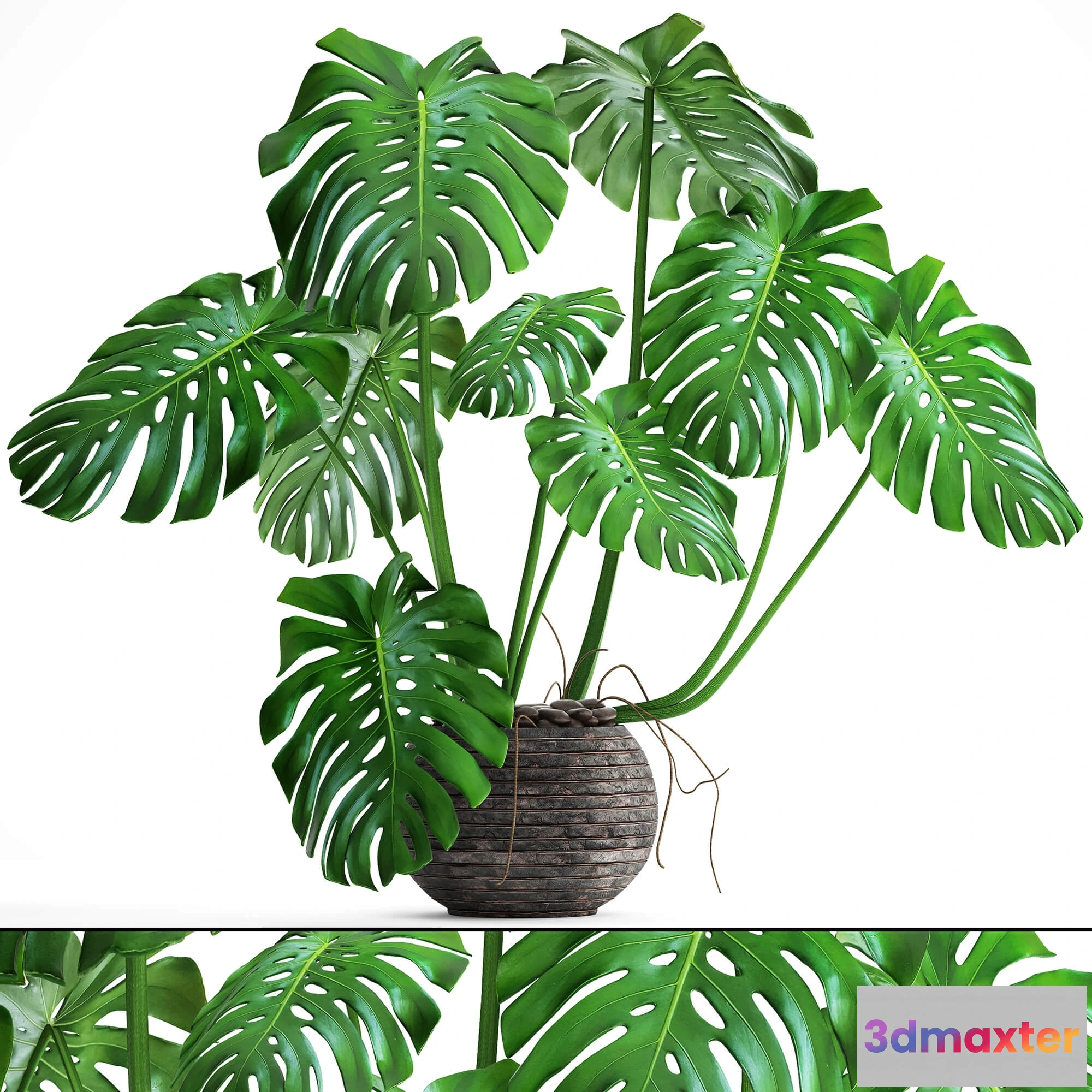 1606468 - decoration - Monstera 6 2 3D Max