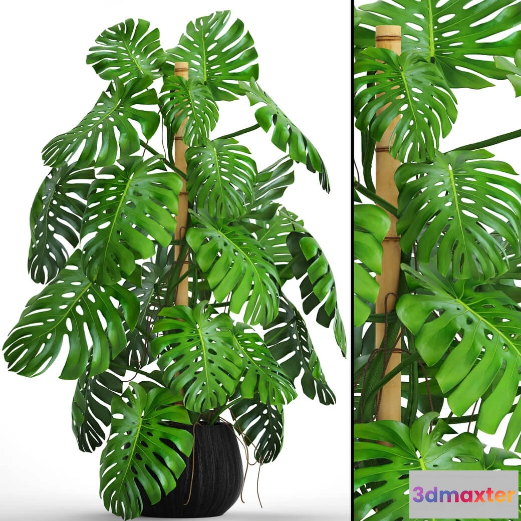 1606474 - decoration - Monstera 4 1 3D Max