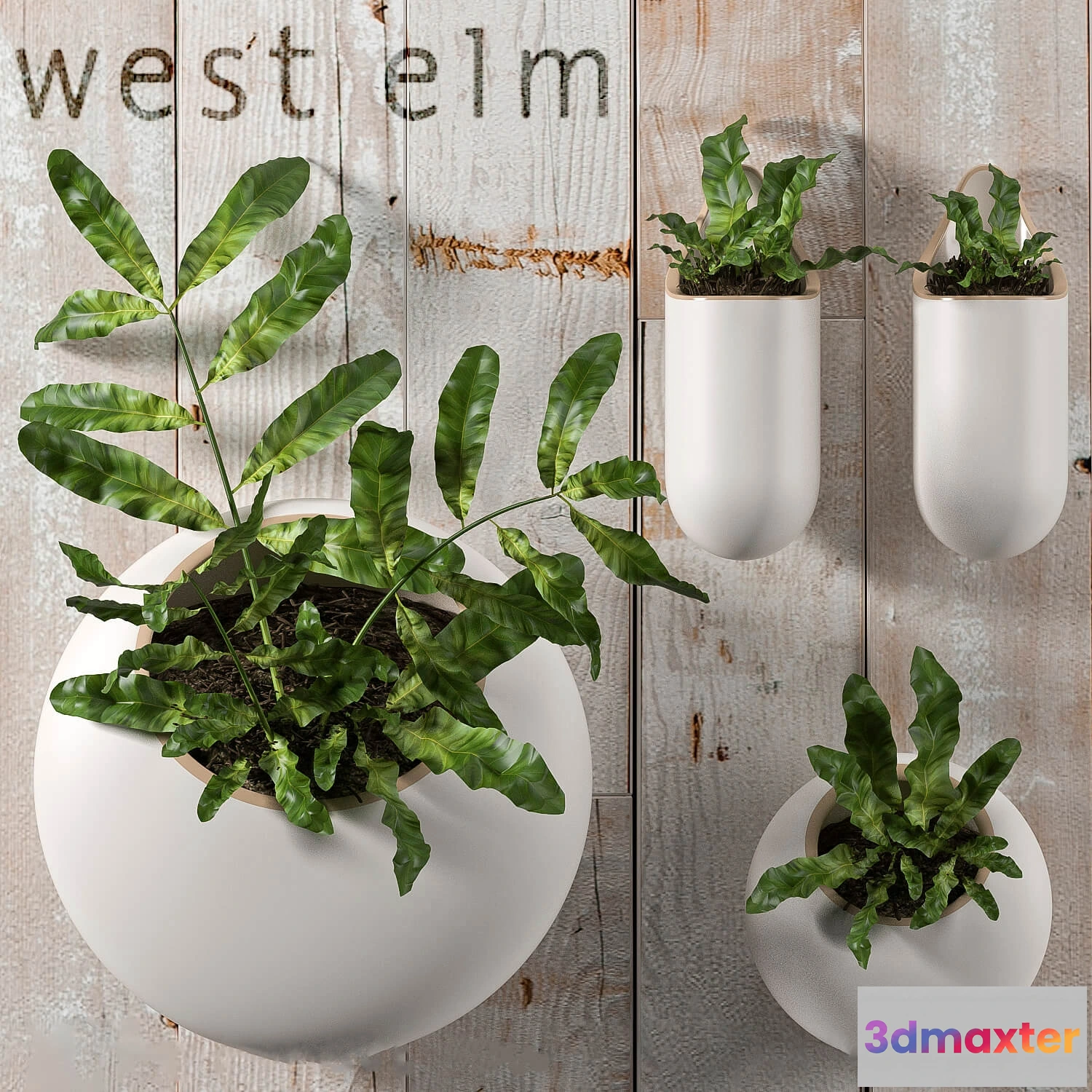 1606480 - decoration - Plants 074 3D Max