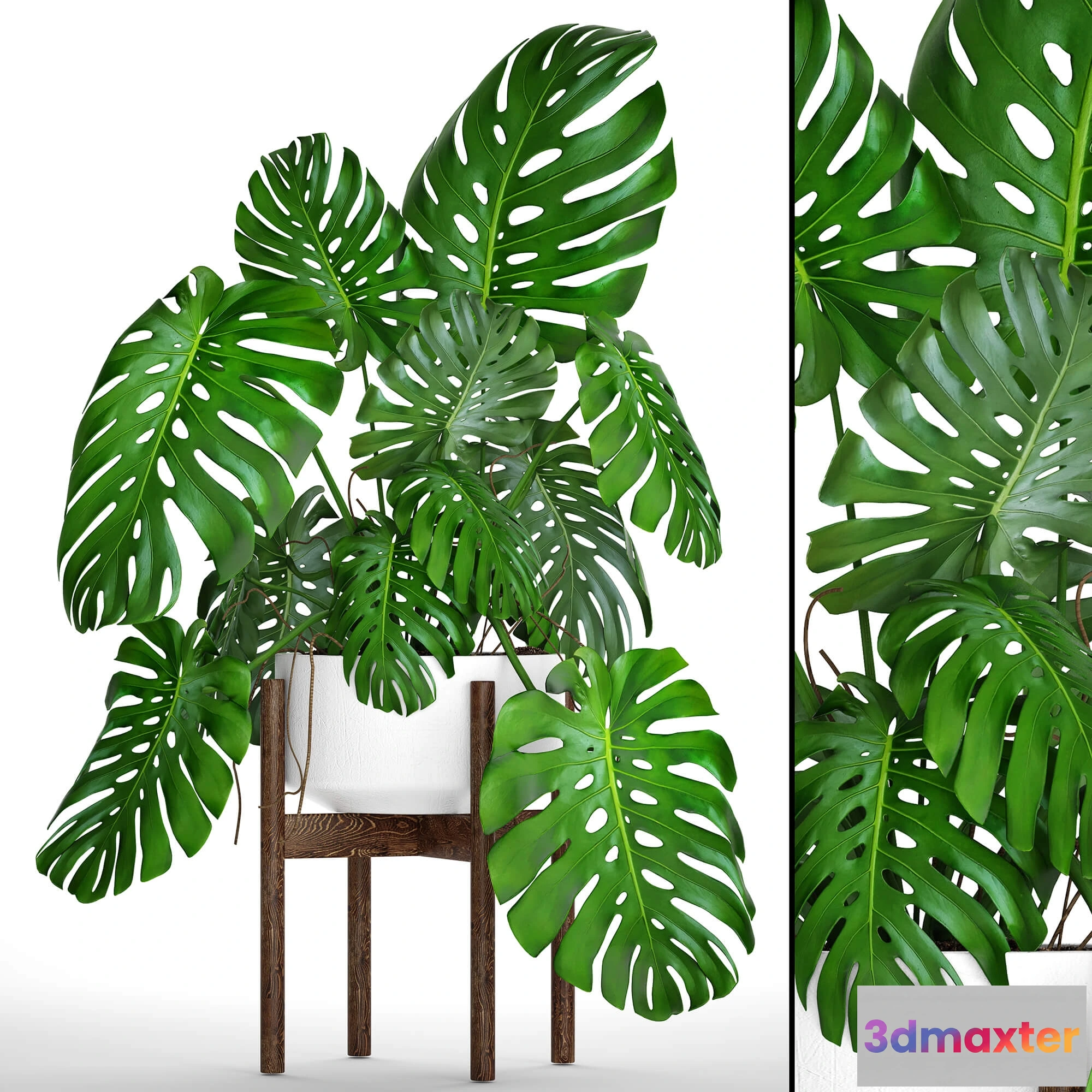 1606490 - decoration - Monstera 5 1 3D Max
