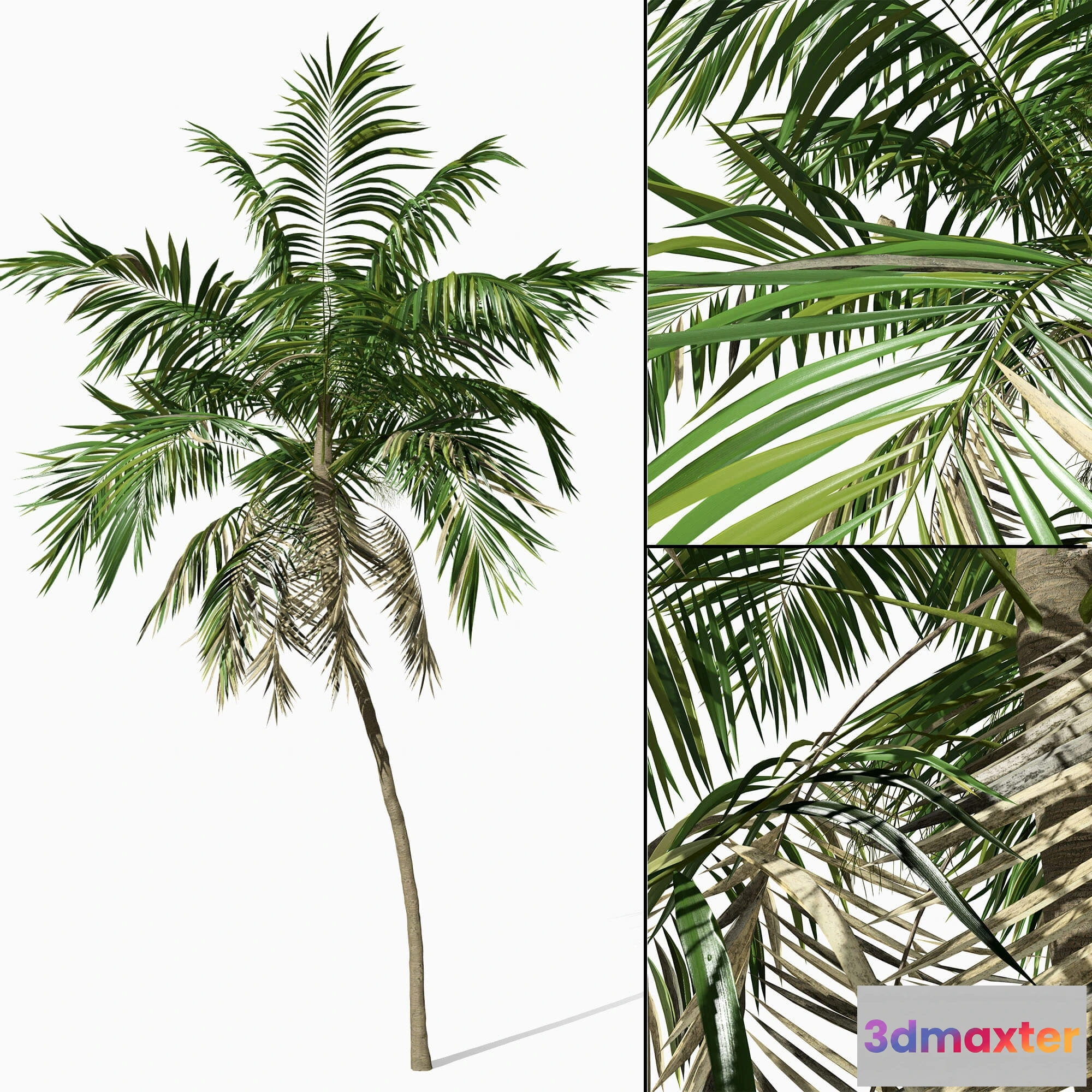 1606542 - decoration - Phoenix 01 3D Max