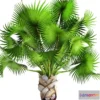 1606554 - decoration - Palm 05 3D Max