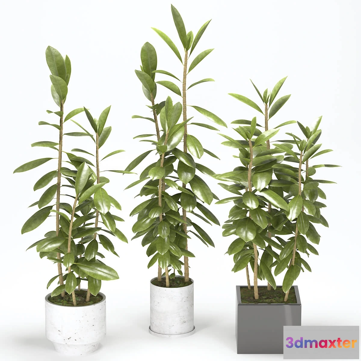 1606556 - decoration - Plant 40 3D Max