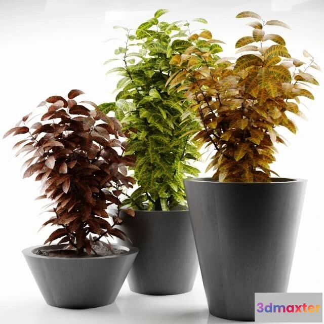 1606560 - decoration - Plant 37 3D Max