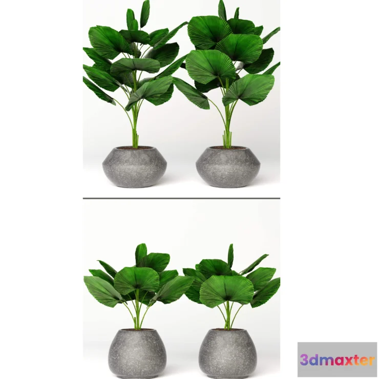 1606580 - decoration - Licuala orbicularis 2 3D Max