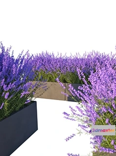 1606600 - decoration - Lavender in Cubes 04 3D Max