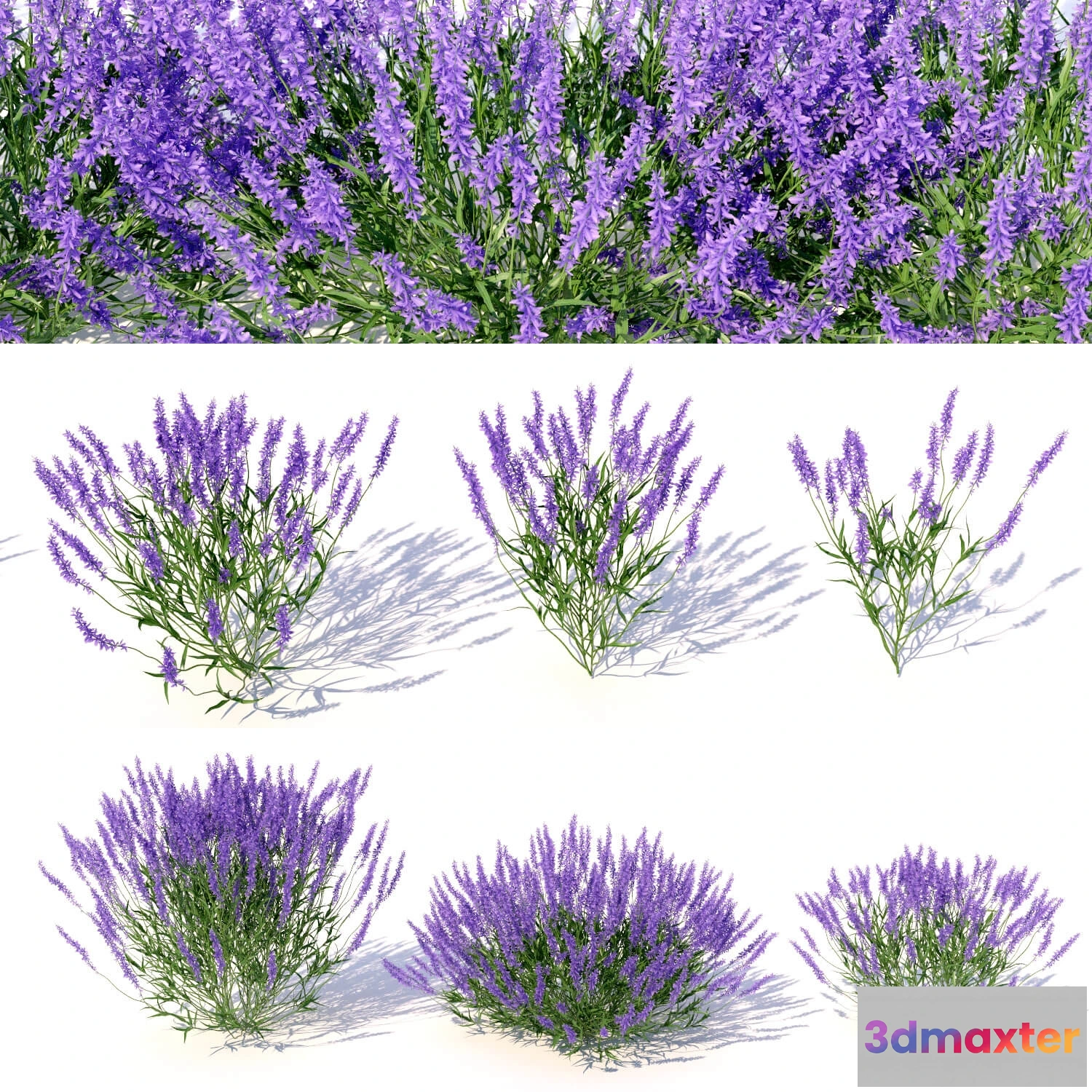 1606606 - decoration - Lavandula 01 3D Max
