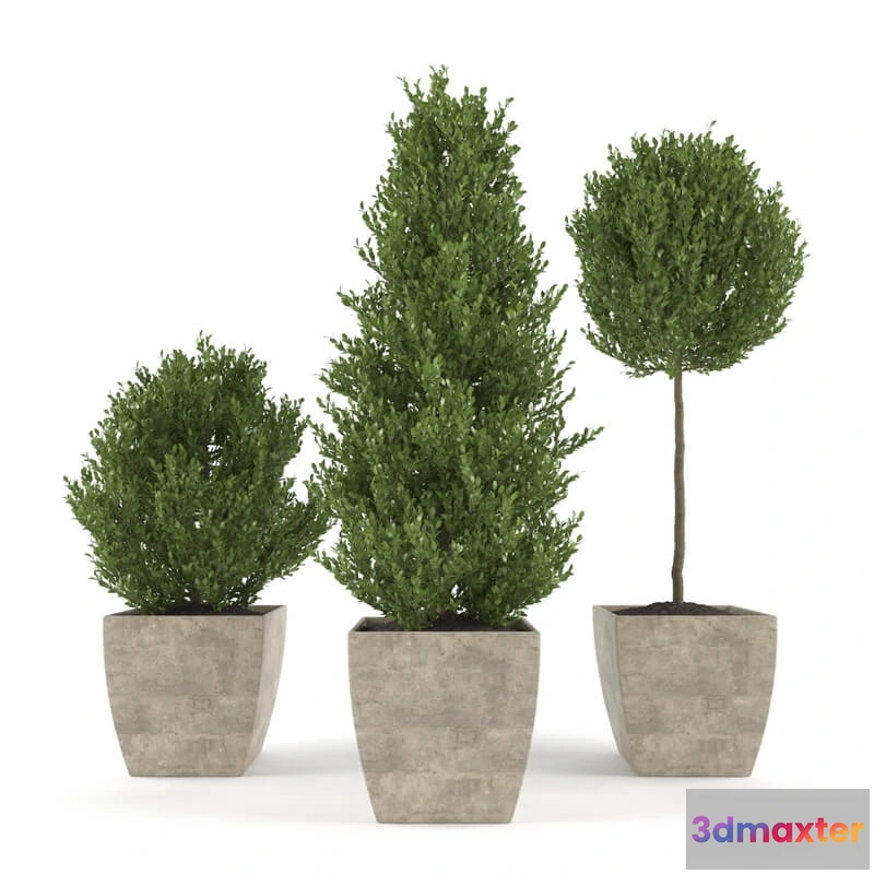 1606632 - decoration - Boxwood - Set 1 3D Max