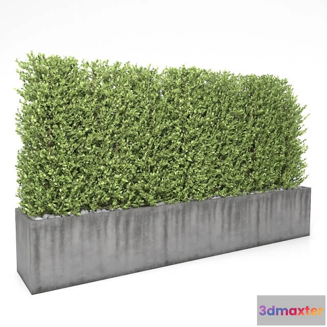 1606634 - decoration - Boxwood - hedge 1 3D Max