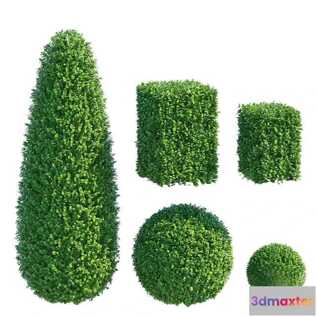 1606644 - decoration - Boxwood 6 3D Max